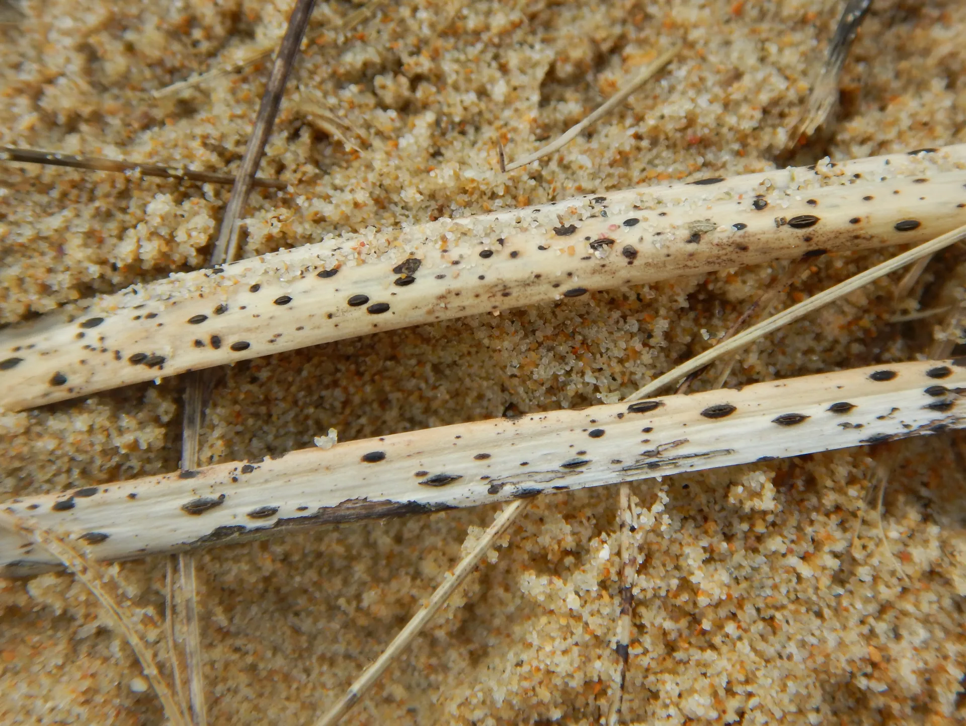 Lophodermium arundinaceum-20-01-19 (5)